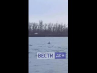 В Ростов по Дону приплыл олень
