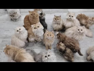 Кинолента от Питомник британских кошек Orion Sky Moor