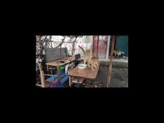 Видео от Помощь фронтовым кошкам Кошкин Дом Донецк