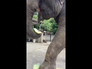 Умный слон разламывает себе овощ, потому что понимает, что целиком не съест