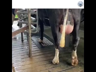 Автоматическая дойка коров является одним из важных инноваций в современной животноводческой промышленности. Она... (видео)