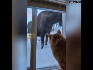Ничто так не радует котиков, как пернатая гостья за окном. Котейки готовы часами наблюдать за птицей