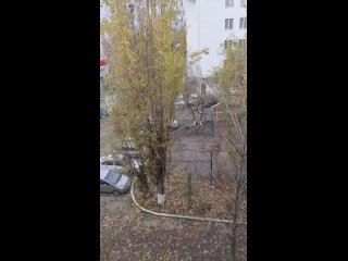 Жители Новороссийска пожаловались, что городские службы отказались спасать застрявшего на дереве и изголодавшегося енота. Оказал