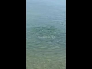 Вода в Азовском море закипела!