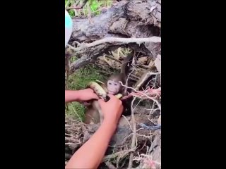 Бедная обезьянка
