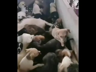 Собаки на мясо в Китае