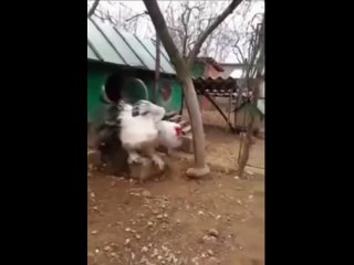 Boт это paзмерчик 🐓