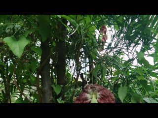 Видео от Flora Passionis