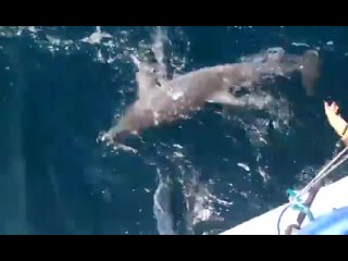 Молотоголовая акула нападает на морскую свинью