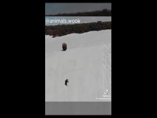 Медвежонок карабкается на снежную гору