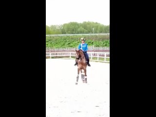Video by MIO HORSE TRADING Продажа лошадей