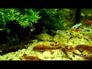 Крапчатые сомики коридорасы в аквариуме с самцами гуппи