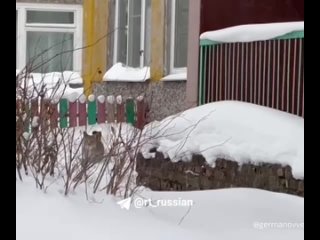 Рысь пришла в детский сад в Череповце и бегала по территории