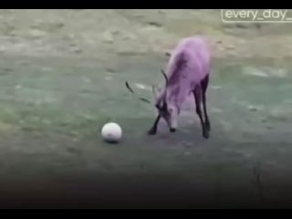 Олень отпраздновал забитый гол 🥅⚽️🦌