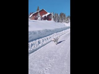 Самый счастливый пёс на свете🥰