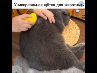 Существуют специальные щётки на батарейках, предназначенные для чесания шерсти животных. Одним из интересных и полезных... (видео)