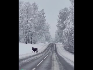 Лесные красавцы