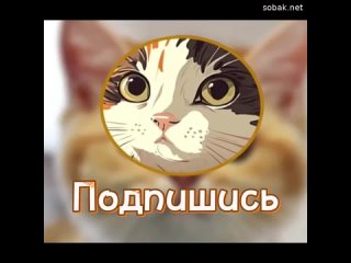 11:00 21 Nov: Котька - это канал где обитают самые милые, смешные и культурные котики!