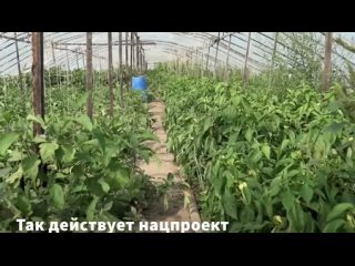 Старт для фермера: как грант Агростартап