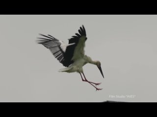 Oriental stork - Life on power lines