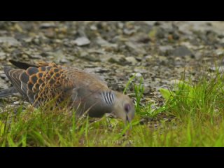 Oriental Turtle Dove Is Looking For A Worms - life on the Kuril Islands