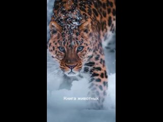 Дальневосточный леопард или амурский барс