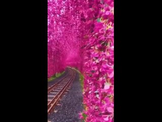 Сказочный туннель из цветов в Yuchi, Тайвань