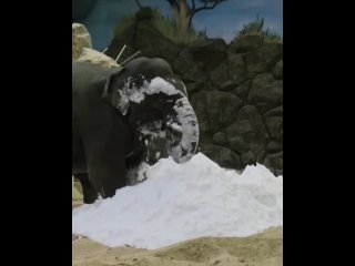 слон Филимон из Казанского зооботсада с любопытством изучает снежный сугроб.