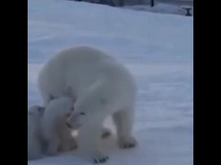 Белая медведица, мать года, защищает своих детёнышей от стаи бродячих собак.