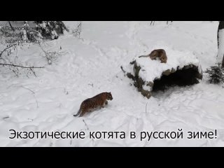 Экзотические котята в русской зиме!