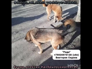 Спасли парализованную собаку! #рада_алексин мерзнет! Не хватает на обогреватель! #добрыерукиалексин