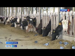 Как живёт первое животноводческое хозяйство края с беспривязным содержанием скота