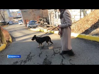 “Угрожали расправой“: настоящая “война“ развернулась во Владивостоке за спасение собаки Мухи