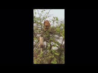 Тигр упал с дерева, охотясь на обезьяну (лангура) - Корбетт, Индия
