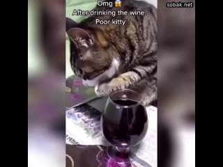 Кот алкоголик - горе в семье