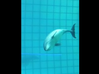 Москвариум 2024 дельфины.mp4