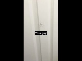 Meeting a Friendly Spider
