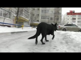 Югорские полицейские не выбрасывают собак-пенсионеров МВД