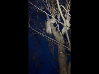 Неравнодушные россияне спасли раненого котёнка рыси, забравшегося на дерево