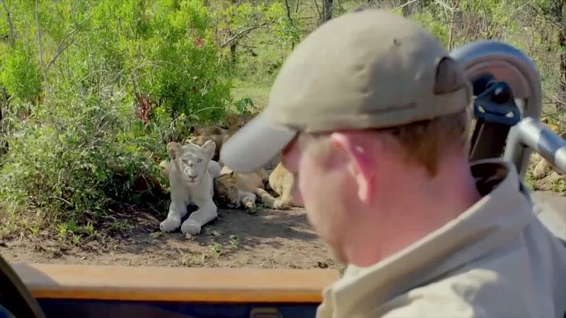 Extremely Rare White Lions Caught on Camera   Short Film Showcase
