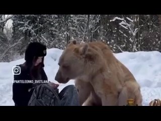 Rien d'inhabituel: juste un ours nourri au son d'une chanson russo-allemande