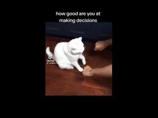 “Насколько правильные решения ты принимаешь?“ и котиха (кот, кошка) выбирает несколько раз к ряду одну и ту же руку