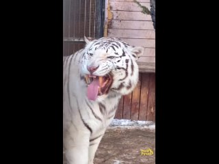 Бенгальский тигр Хан демонстрирует улыбку Флемена