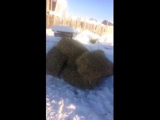 Видео от “Простоквашино“ мини-приют для животных Лысьва.