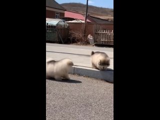 Cute Alaskan malamute puppies