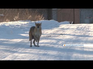 Стаи бродячих собак держат в страхе жителей поселка Преображенский в Назаровском районе