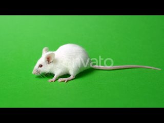 white-home-mouse-on-a-green-background