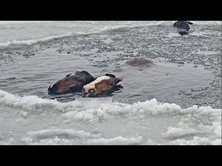 Огнеборцы МЧС спасли лошадей, провалившихся под лед в Челябинской области