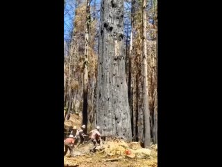 Как то странно из такого большого спила сделать разделочную доску диаметром 20 см. Столешницу не пробовали сделать. - Наталья Власова