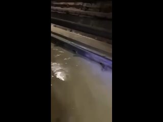ТРОЙКА 🏴‍☠️:
Водичка в Киевском метро прибывает. Хохло-СМИ сообщают о закрытии 6 станций из-за угрозы обвала.

Где теперь прятат